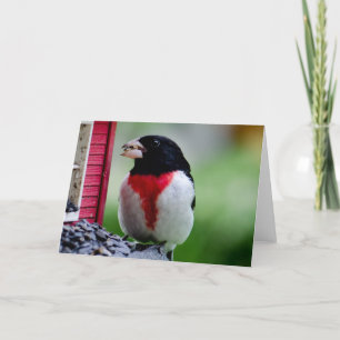 Rose- breasted Grosbeak Card