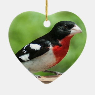 Rose-breasted Grosbeak Ceramic Ornament