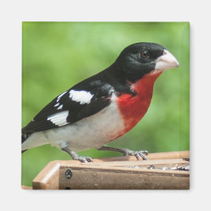 Rose-breasted Grosbeak Magnet