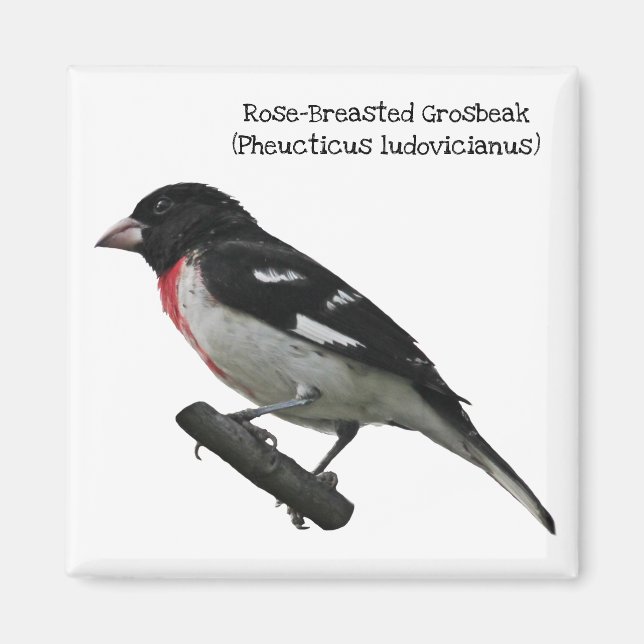Rose-Breasted Grosbeak Magnet (Front)