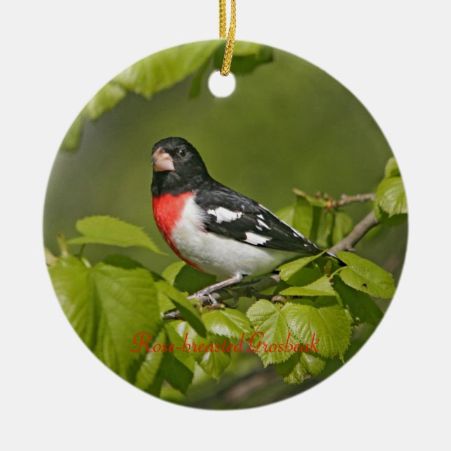Rose-breasted Grosbeak Photography Round Ceramic Ornament (Front)