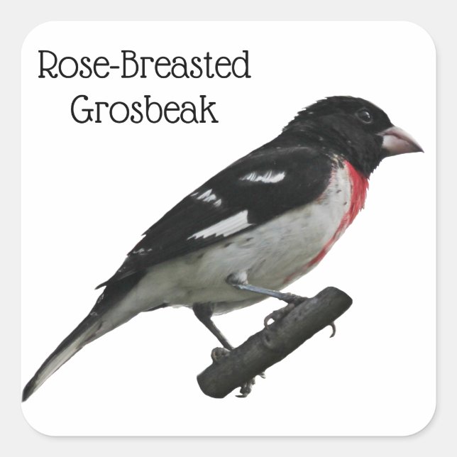 Rose-Breasted Grosbeak Square Sticker (Front)