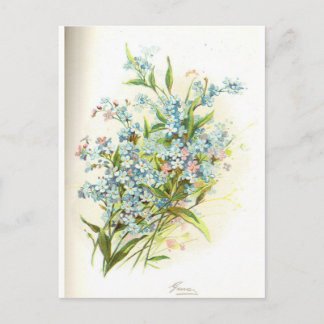rose brier postcard