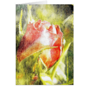 Rose Bud