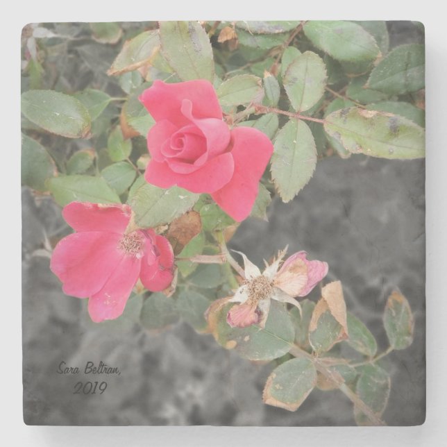 Rose Bush by the Beach Stone Coaster (Front)