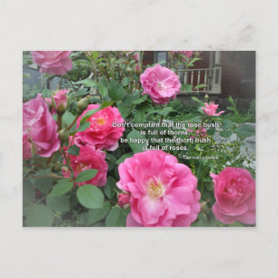 Rose Bush Happy Pink Roses Quote German Proverb Postcard