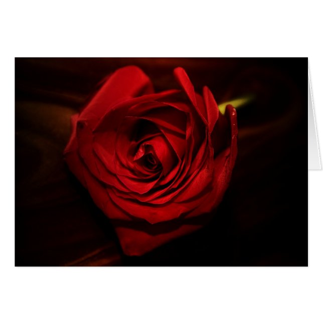 "rose" by Larry Coressel (Front Horizontal)
