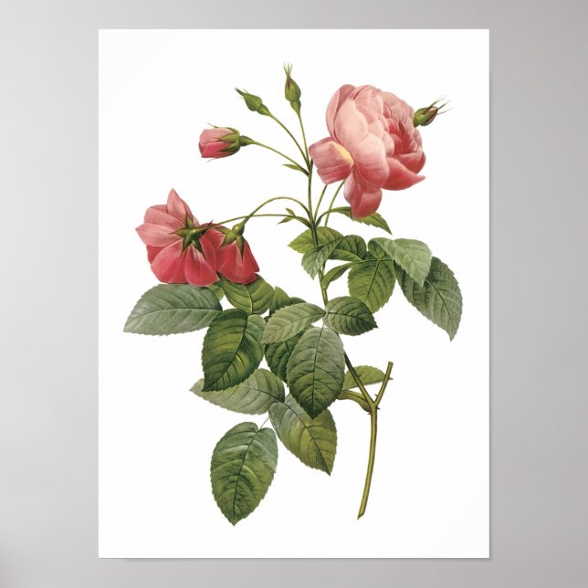 rose by Redouté Poster (Front)