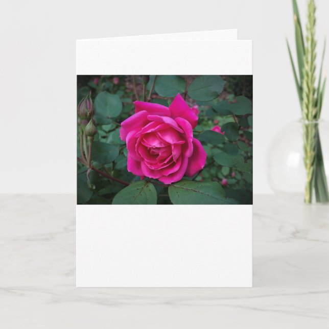 Rose, card (Front)