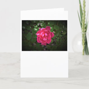 Rose, card