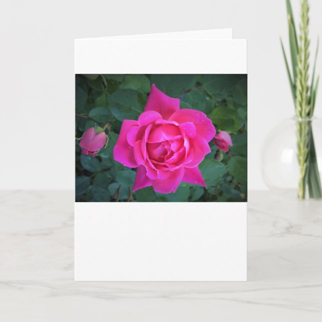 Rose, card (Front)