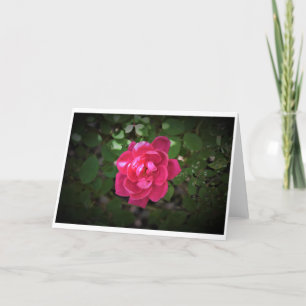 Rose, card