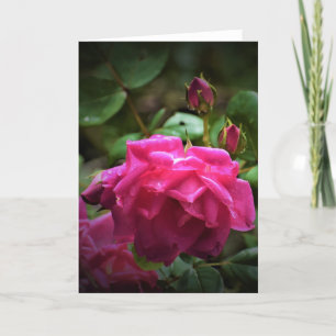 Rose, card