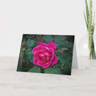 Rose, card