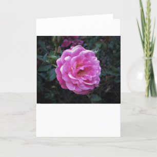 Rose, card