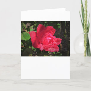 Rose, card