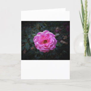 Rose, card