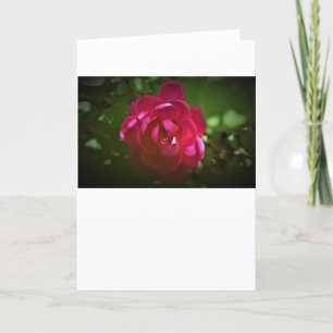 Rose, card