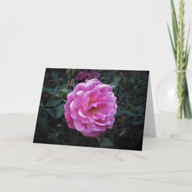 Rose, carte (Devant)