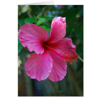 Rose chaud