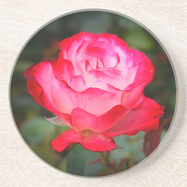 Rose Cherry Parfait #3 Dessous de verre Sandstone (Devant)