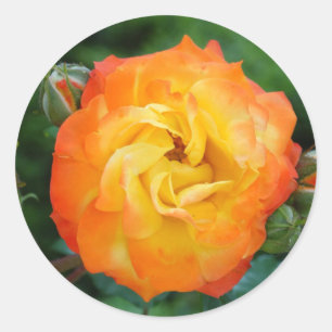 Rose Classic Round Sticker, Glossy Sticker