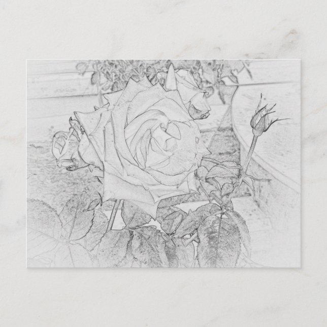 Rose Colouring Sheet Postcard (Front)