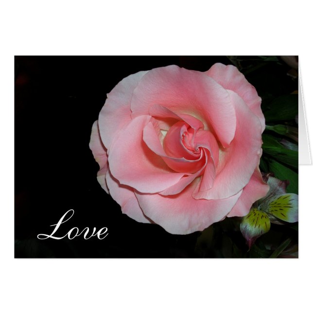 Rose d'amour (Devant horizontal)