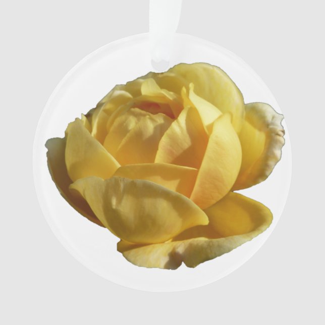 Rose d'Angleterre (devant)