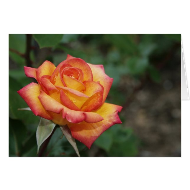 Rose dans le jardin (Devant horizontal)