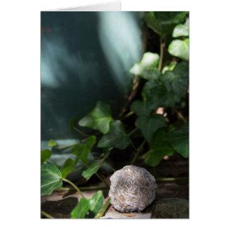 Rose de désert des pierres | 145