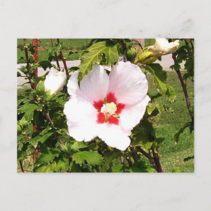 Rose de la carte postale Sharon Bloom