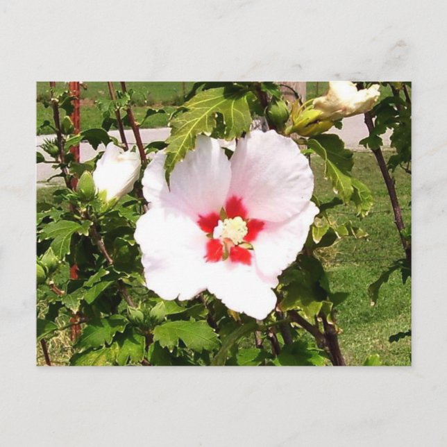 Rose de la carte postale Sharon Bloom (Devant)