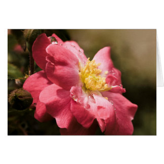 Rose de la journée Rainy