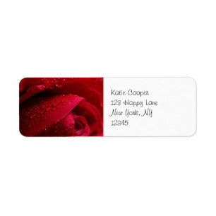 Rose de macro rouge avec gouttelettes d'eau