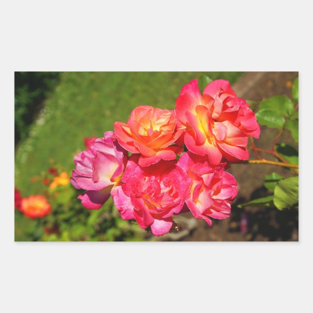 Rose de manteau Joseph n° 1-2 Stickers (Devant)