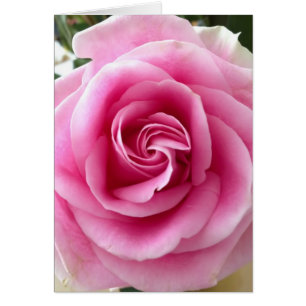 Rose de rose beau