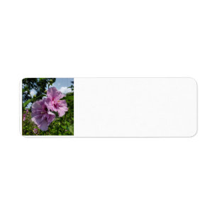 Rose de Sharon