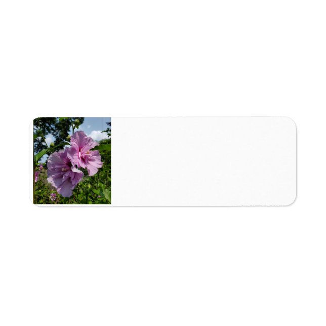 Rose de Sharon (Devant)