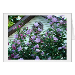Rose de Sharon, de bonheur et de joie