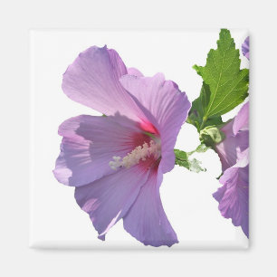 Rose de Sharon Magnet