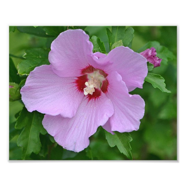 Rose De Sharon Photo Print (Devant)