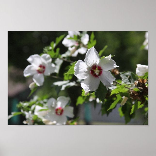 Rose de Sharon Posters (Devant)