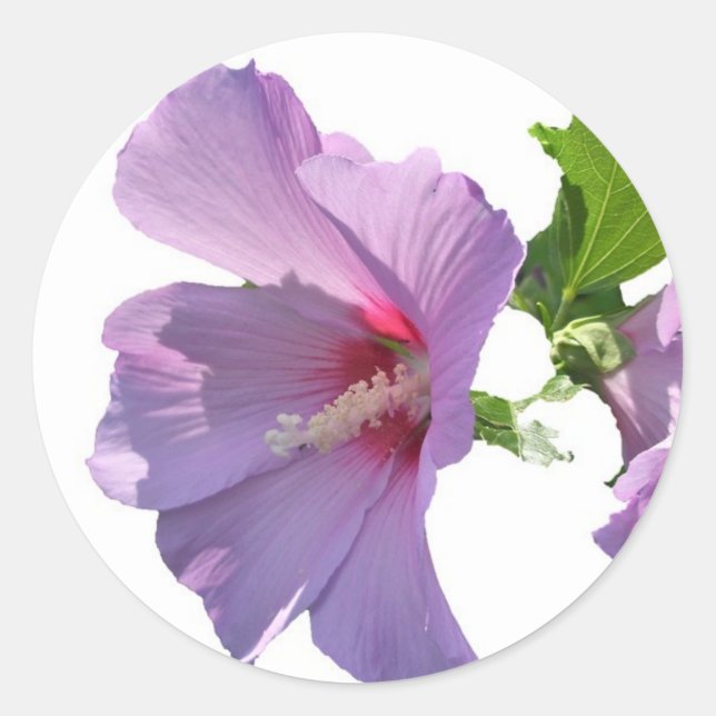 Rose de Sharon Sticker (Devant)