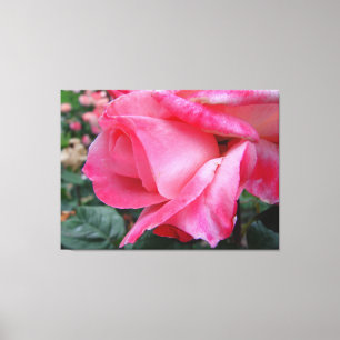 Rose de thé hybride Barbara Bush sur la toile