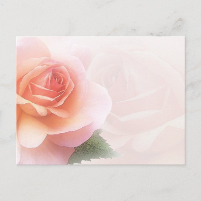 Rose Delicate Toutes les occasions Carte postale (Devant)