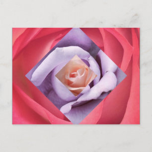 Rose Diamond Postcard