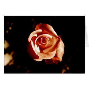 Rose Dim