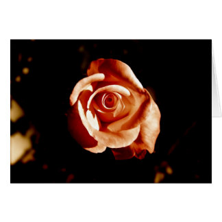 Rose Dim