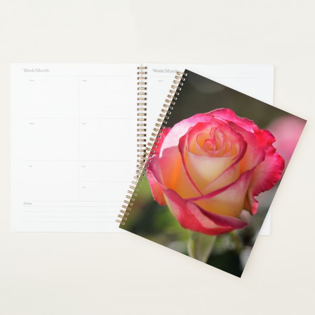 Rose Double Delight (Devant avec enveloppe)